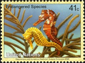 Long-snout Seahorse (Hippocampus reidi)